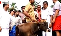 Shocker: RaGa's Cong kills calf to defeat Modi?